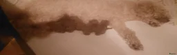 Poedel honden te koop: Dwergpoedel / Toypoedel pups te koop - Advertentie 8