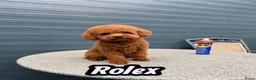 Poedel Toy honden te koop: 5 prachtige toy poedel reutjes  - Advertentie 19