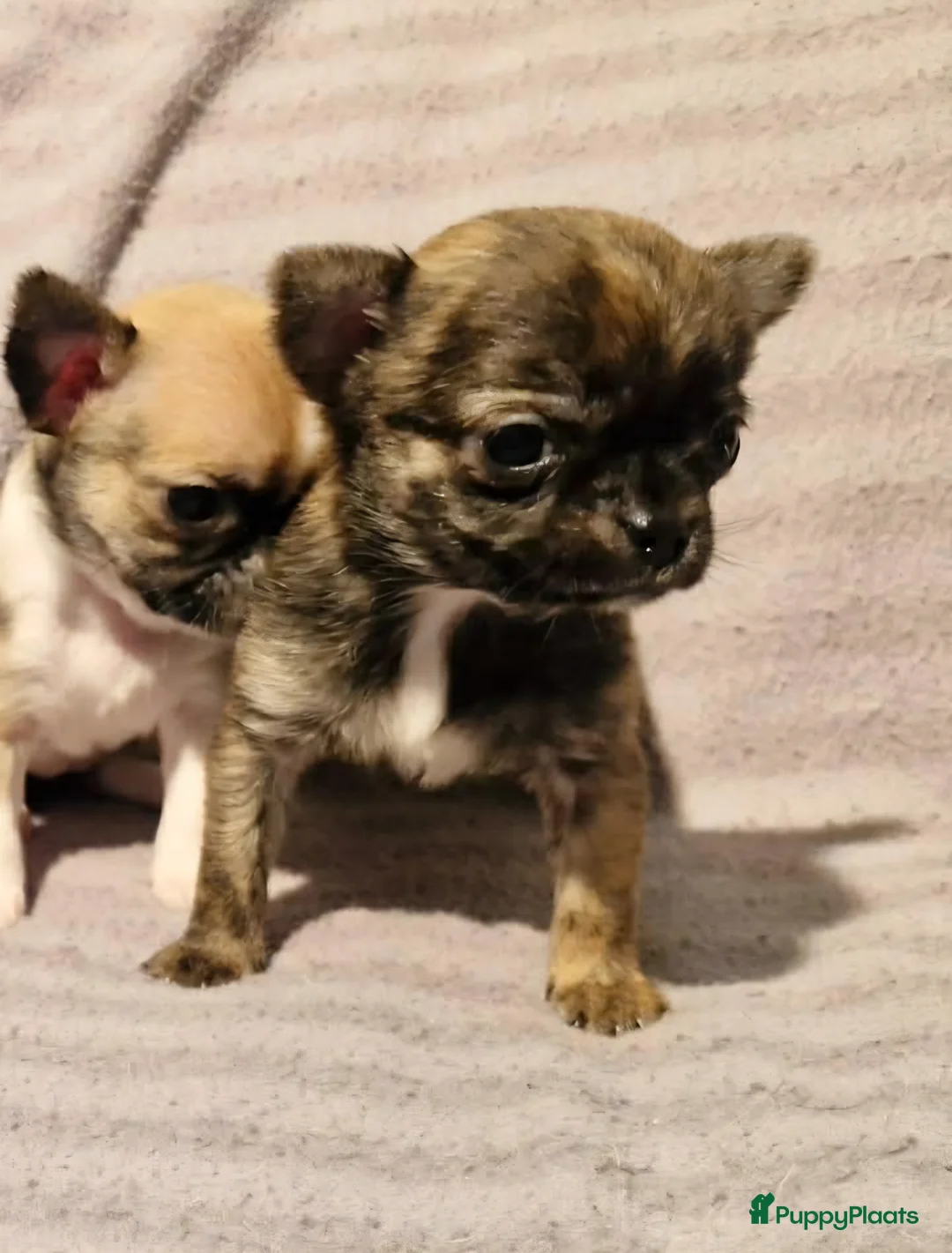 Chihuahua honden te koop: Uniek brindle chichuahua teefje - Advertentie 12