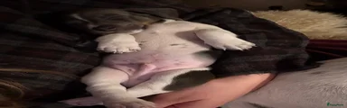 Pup 1