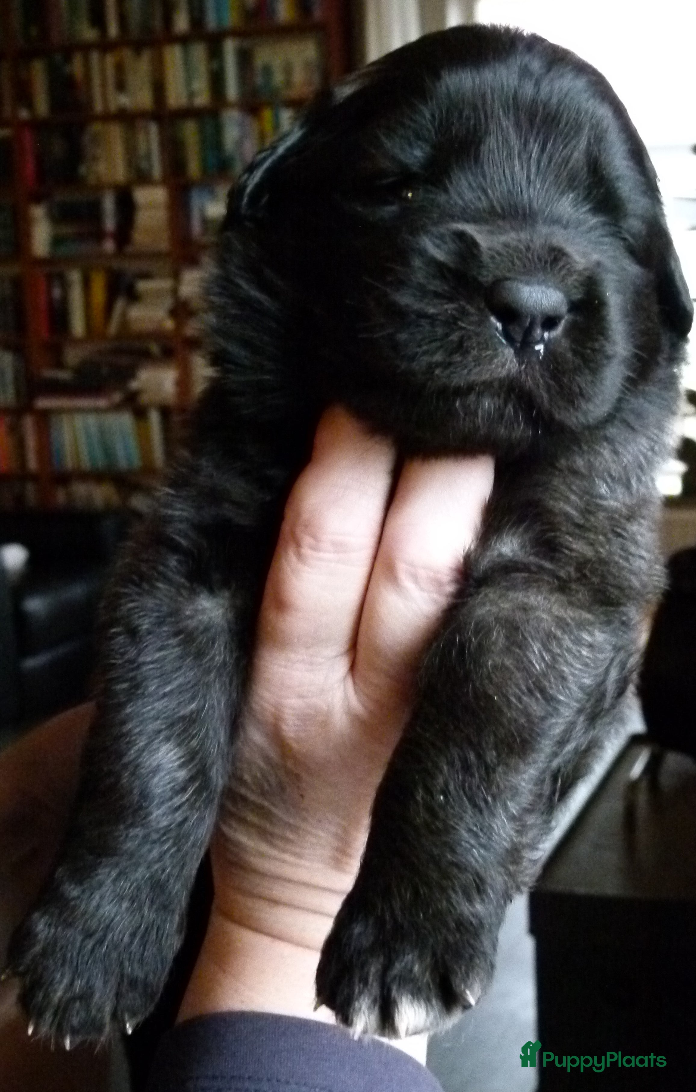 Leonberger honden Leonberger pups (teefjes)uit bijzondere combinatie - Advertentie 2