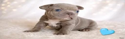 Franse Bulldog honden te koop: Prachtige Franse bulldogPups - Advertentie 13
