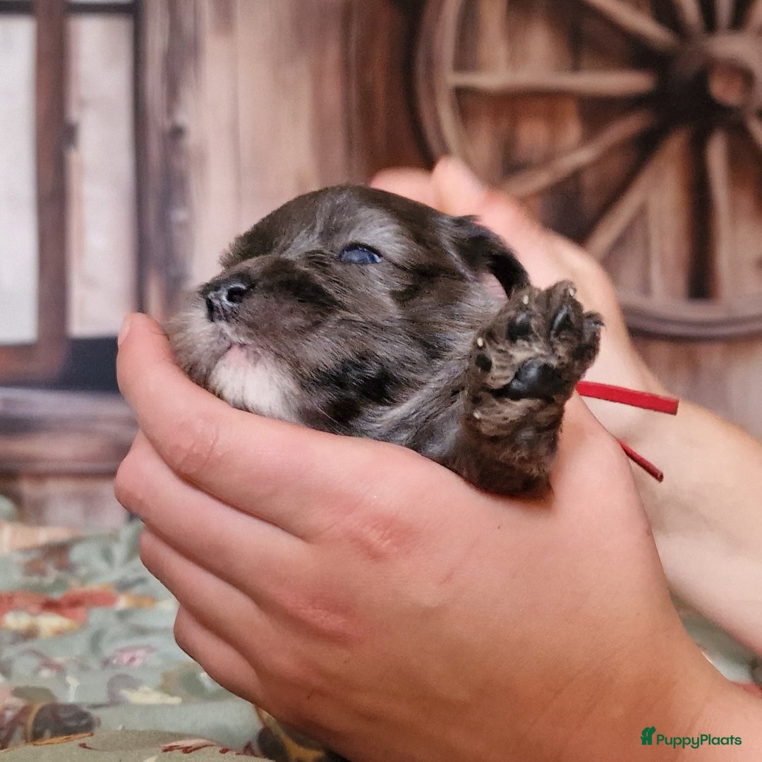 Australian Labradoodle honden te koop: Australian labradoodle Backcross micro/mini - Afbeelding 25