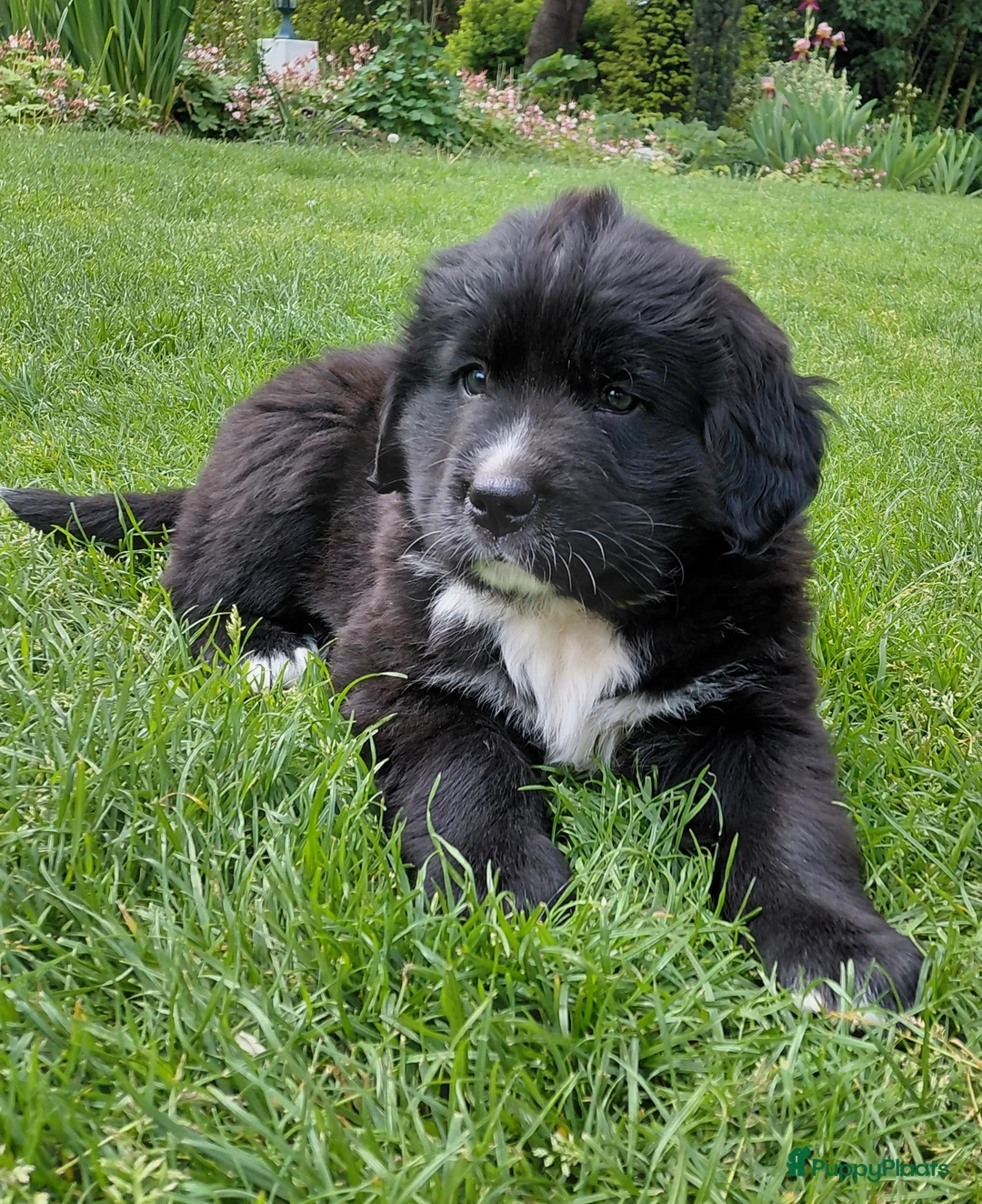 Kruising honden te koop: Lieve pups 3/4 Berner en 1/4 Labrador  - Advertentie 2