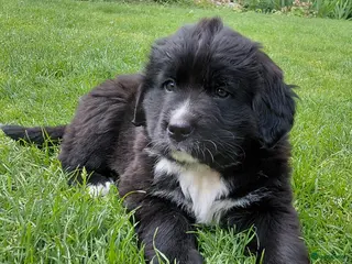 Kruising honden Lieve pups 3/4 Berner en 1/4 Labrador - Advertentie 10