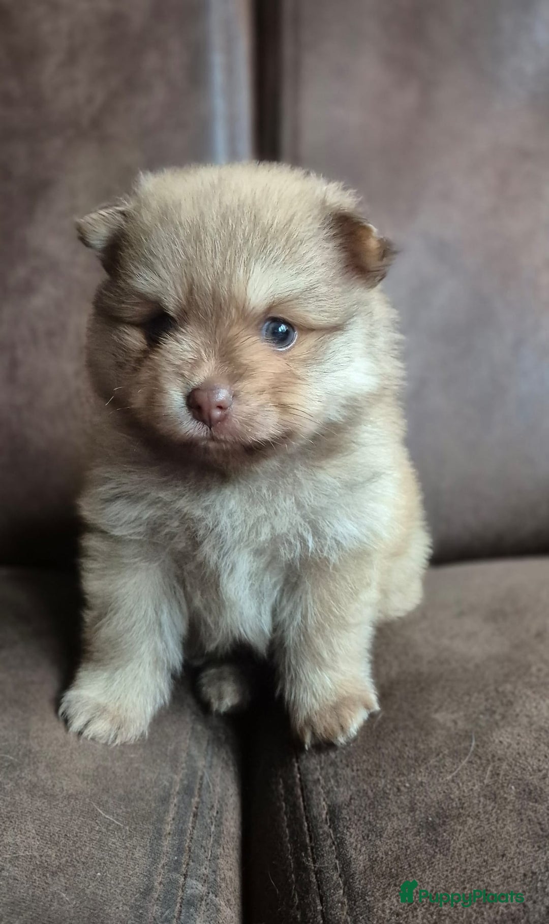 Pomchi honden te koop: Prachtige luxe pommeriaan pups - Advertentie 37