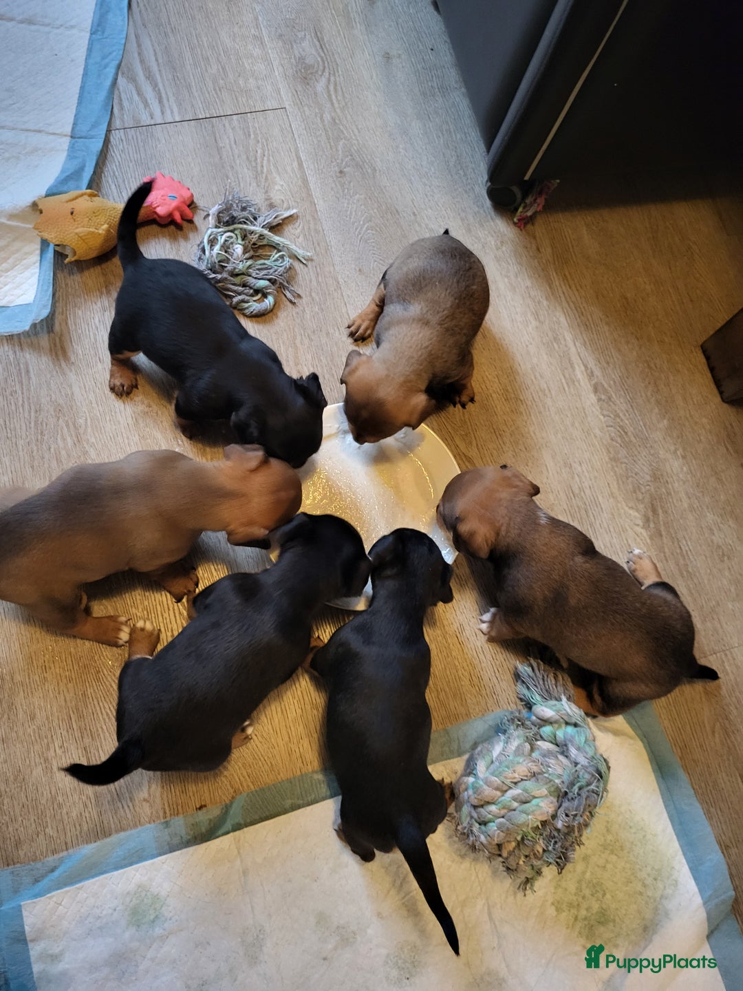 Jack Russel Terriër honden te koop: Black en tan  broertjes zoeken nog een warm mandje - Advertentie 9