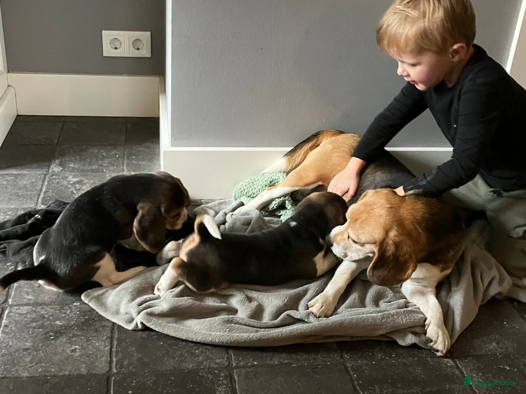 Beagle honden te koop: Beagle pups - Advertentie 21