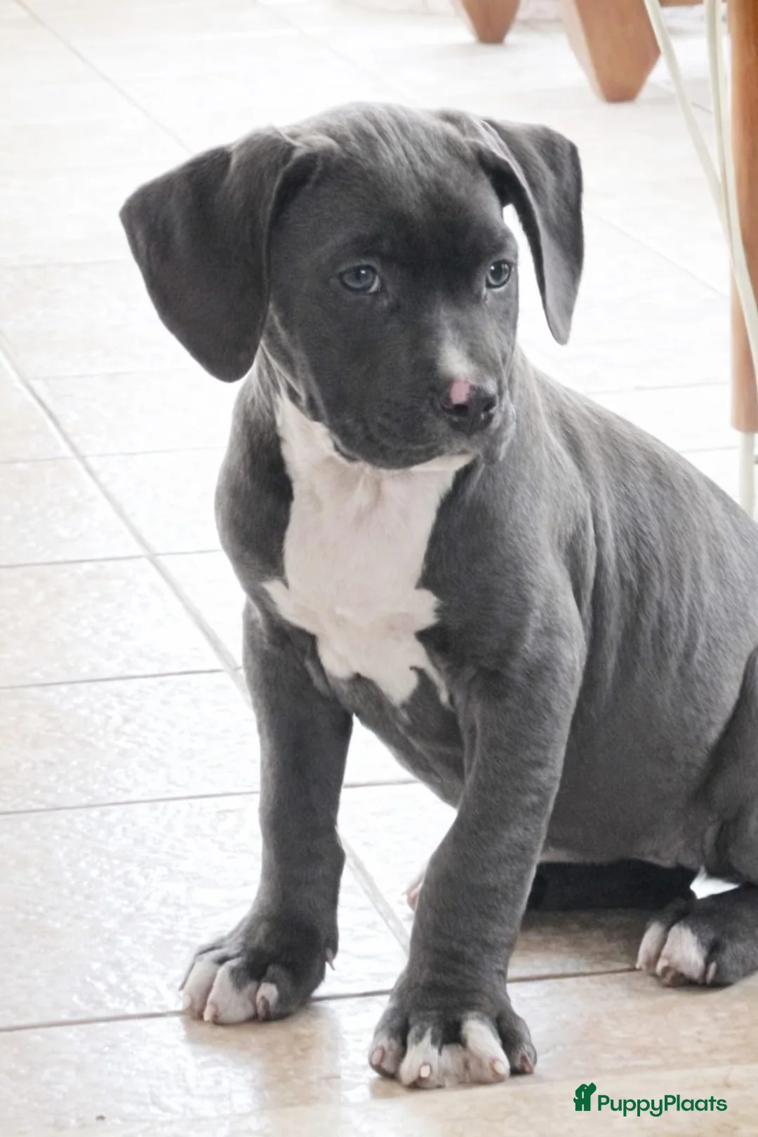 Amerikaanse Bully honden te koop: American Bully pups Abkc - Advertentie 13