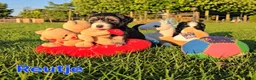 Maltipoo honden te koop: 🥰 9 Prachtige Maltipoo pups! Unieke kleuren 🐶 - Advertentie 20