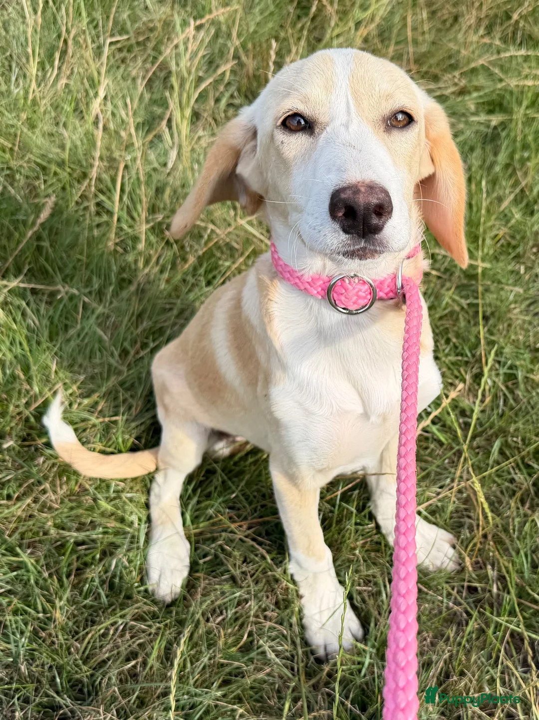 Kruising honden te koop: Jayaa - Advertentie 2