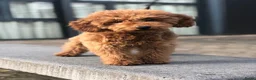 Cockapoo honden te koop: Cockapoo puppy’s  - Advertentie 3