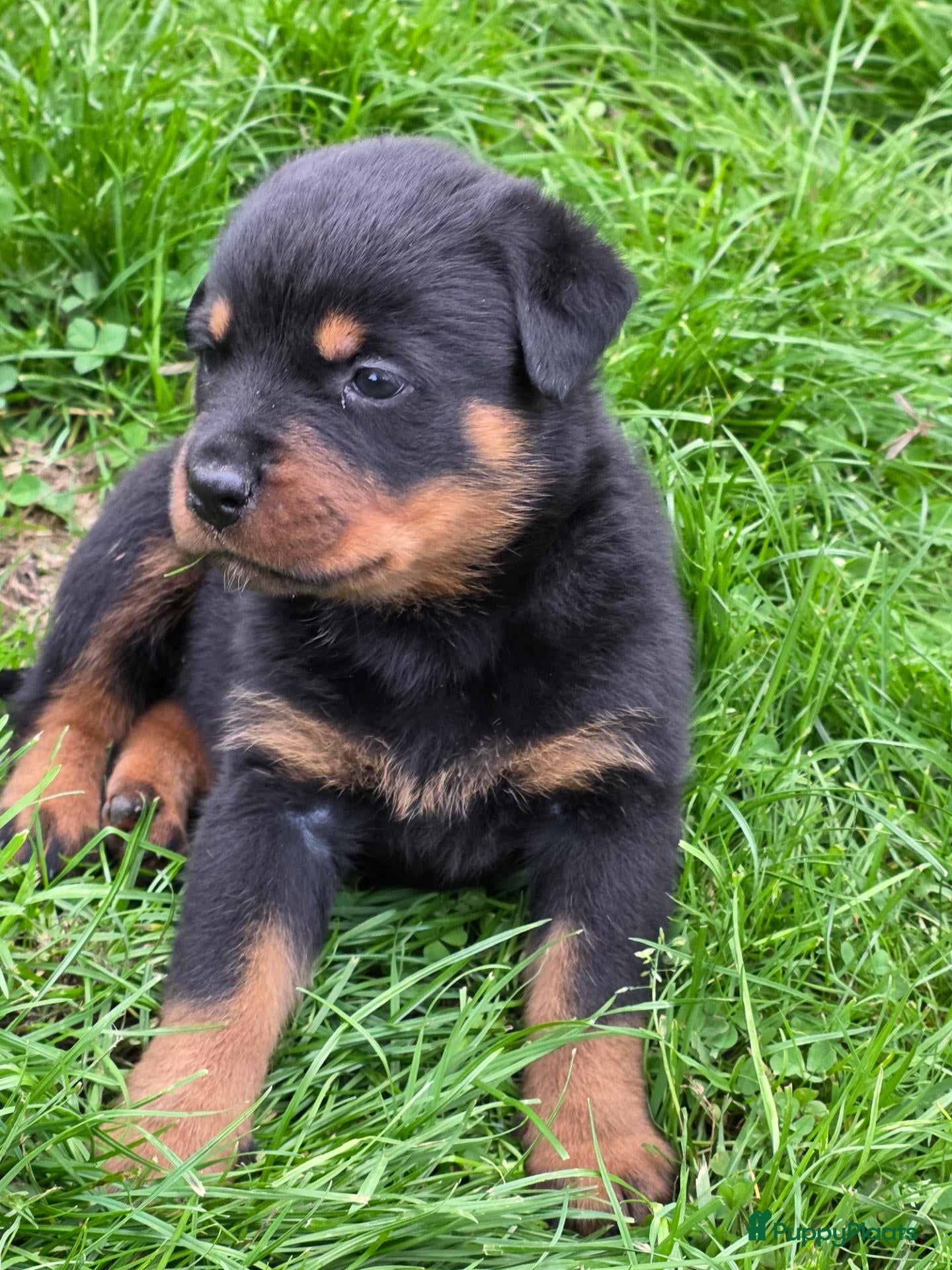 Rottweiler honden Prachtig mooie Rotweiler pups te koop! - Advertentie 2