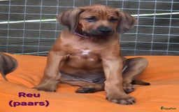 Rhodesian Ridgeback honden te koop: Rhodesian Ridgeback pups in Bentveld - Afbeelding 19