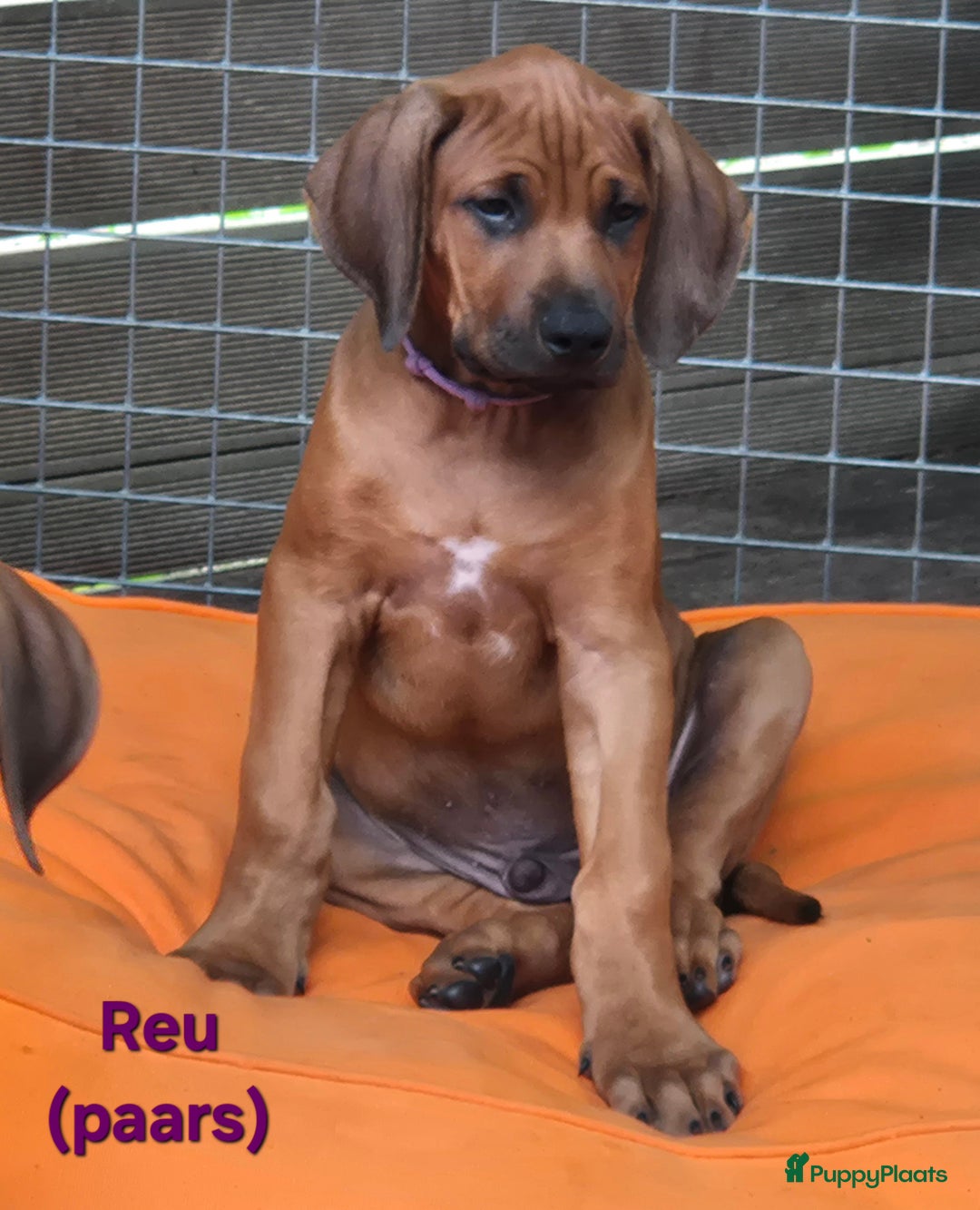 Rhodesian Ridgeback honden te koop: Rhodesian Ridgeback pups in Bentveld - Afbeelding 19