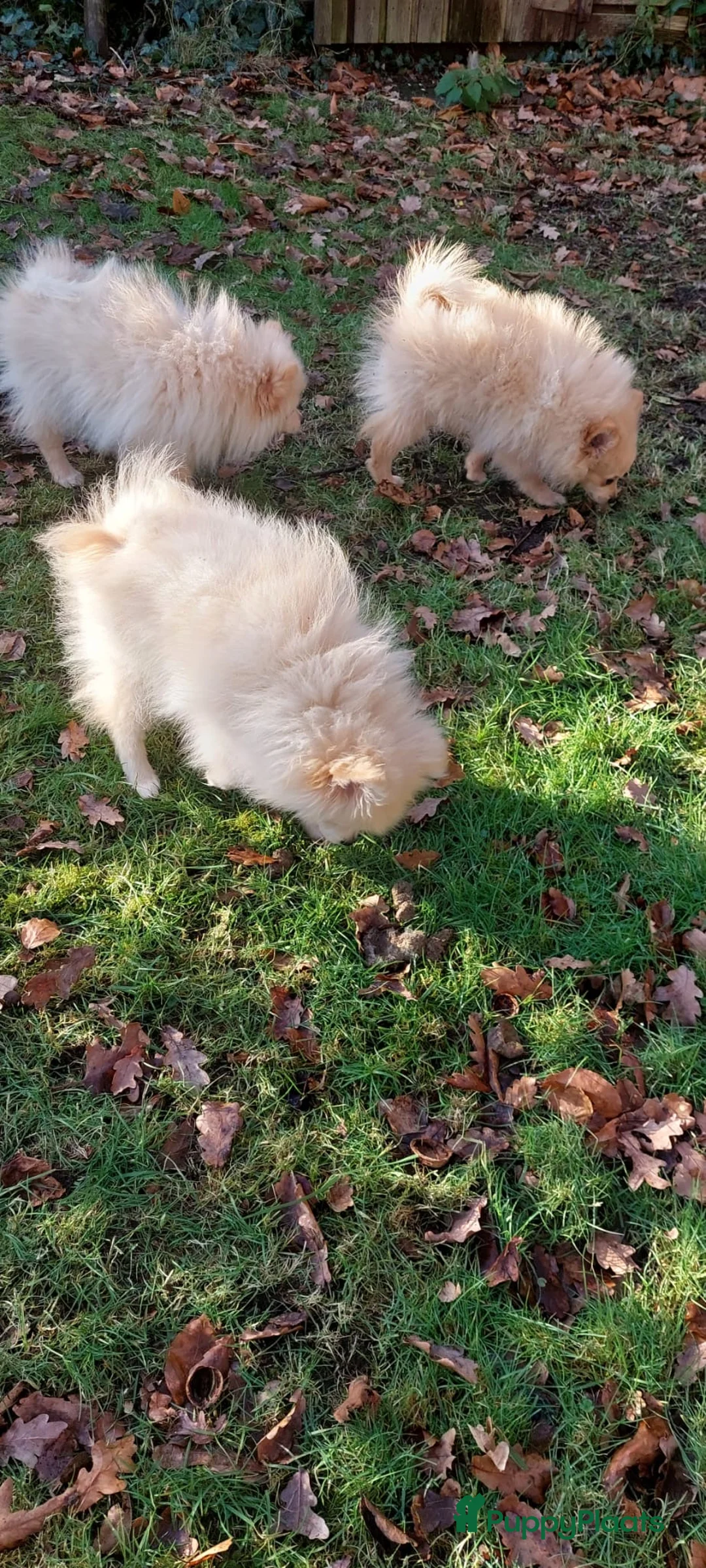 Pomeriaan honden te koop: drie pluizige baby's - Advertentie 5