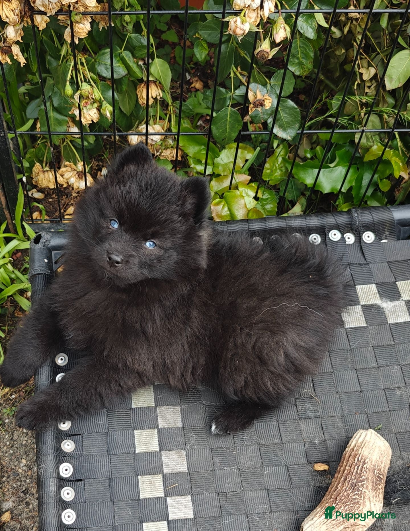 Pomsky honden Unieke Zwarte Pomsky Reu met Blauwe Ogen - Advertentie 2