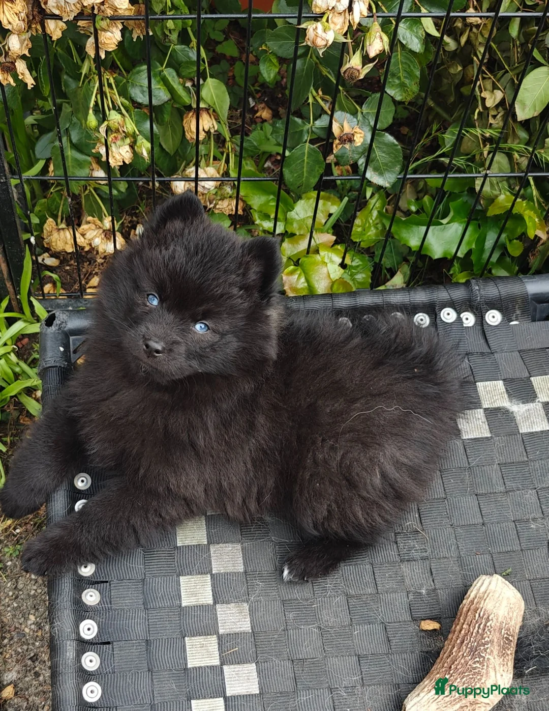 Pomsky honden te koop: Unieke Zwarte Pomsky Reu met Blauwe Ogen in Valkenswaard - Advertentie 2