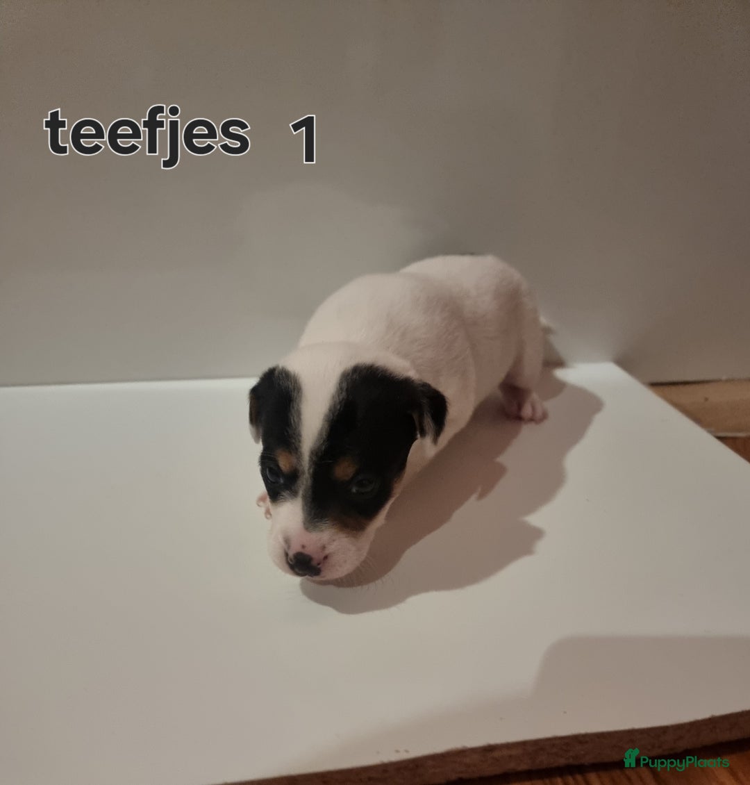 Jack Russel Terriër honden te koop: Jack Russel trailer  - Advertentie 5