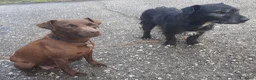 Patterdale Terrier honden te koop: Prachtig nestje Patterdale pups! in Ureterp - Advertentie 9