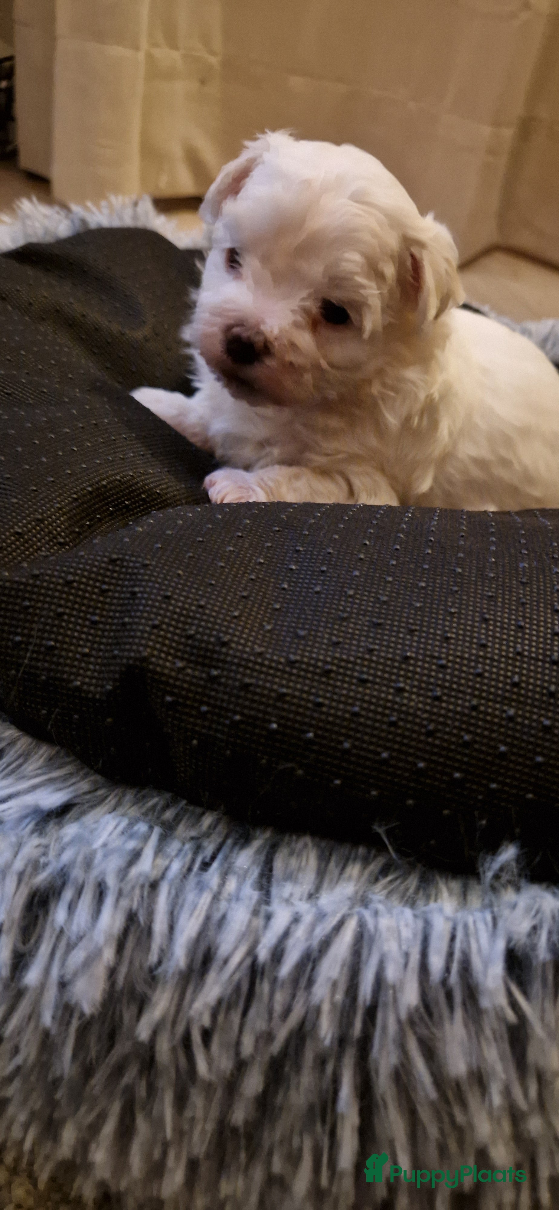 Maltezer honden Prachtige Maltezer pup- 1 reutje - Advertentie 2