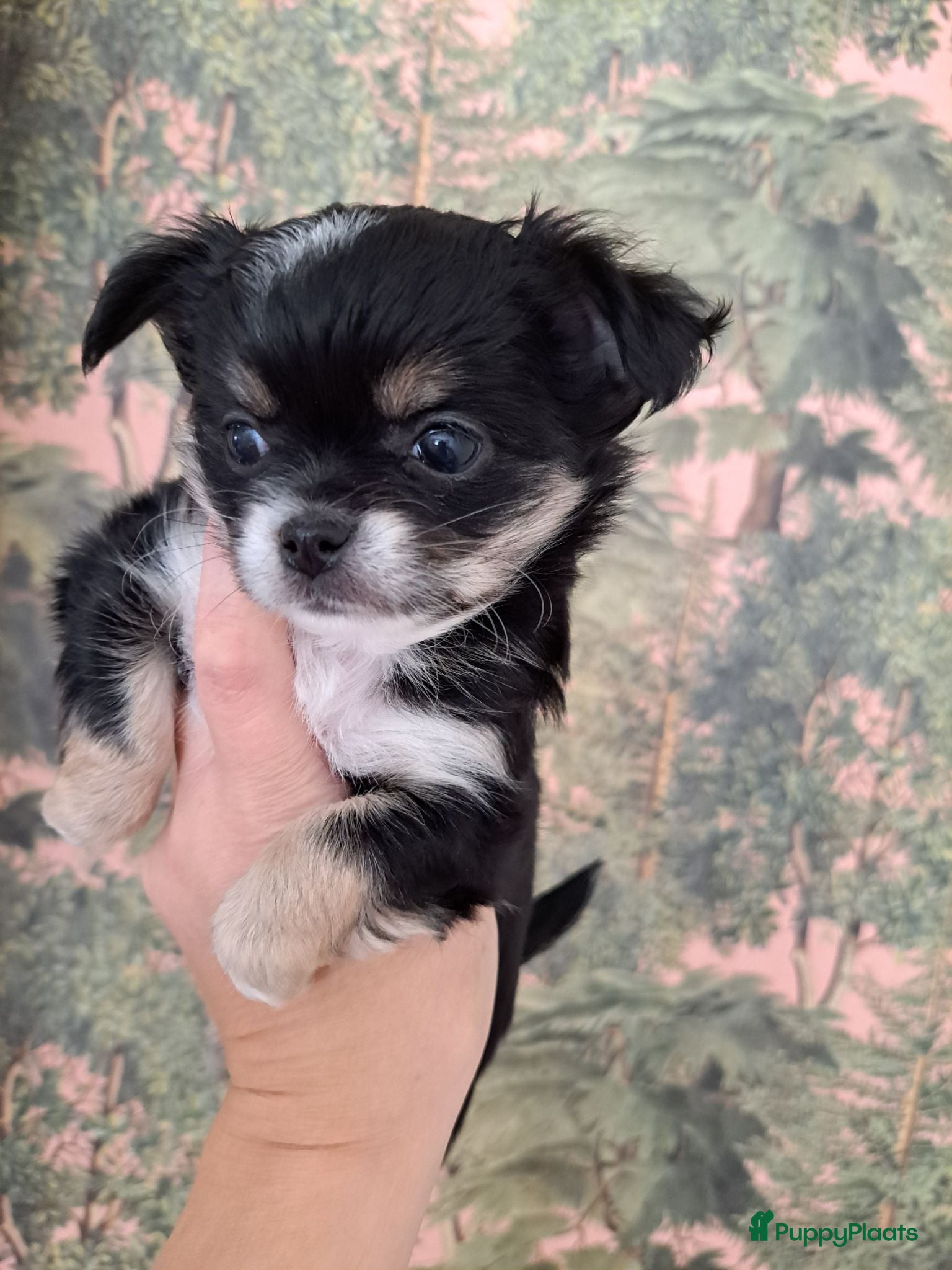 Chihuahua honden Mooie chihuahua pups - Advertentie 3