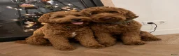 Australian Labradoodle honden te koop: Australian Labradoodle puppies - Advertentie 4
