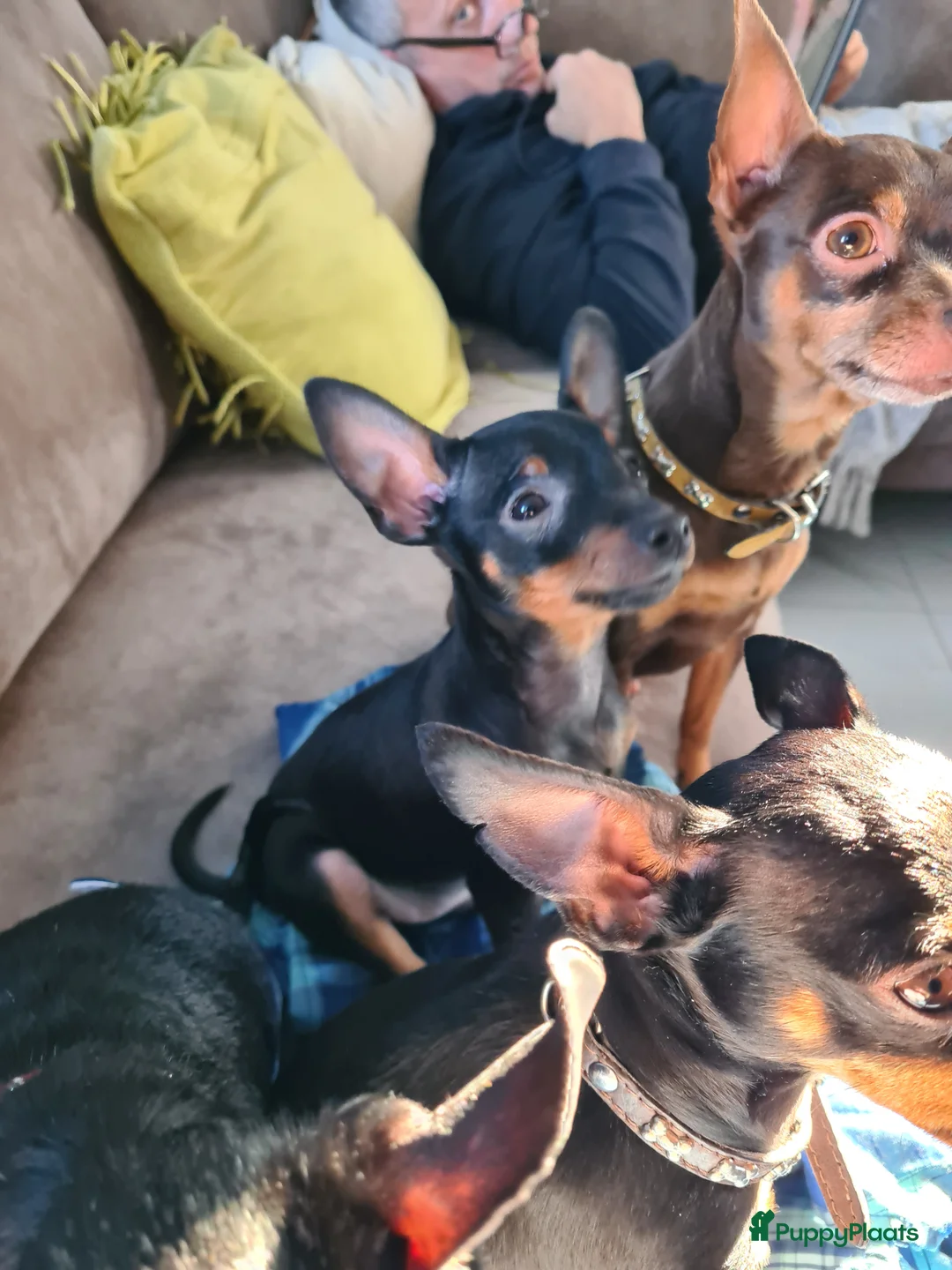 Praagse Rattler honden te koop: Praagse rattler Prazsky Krysavik  - Advertentie 2