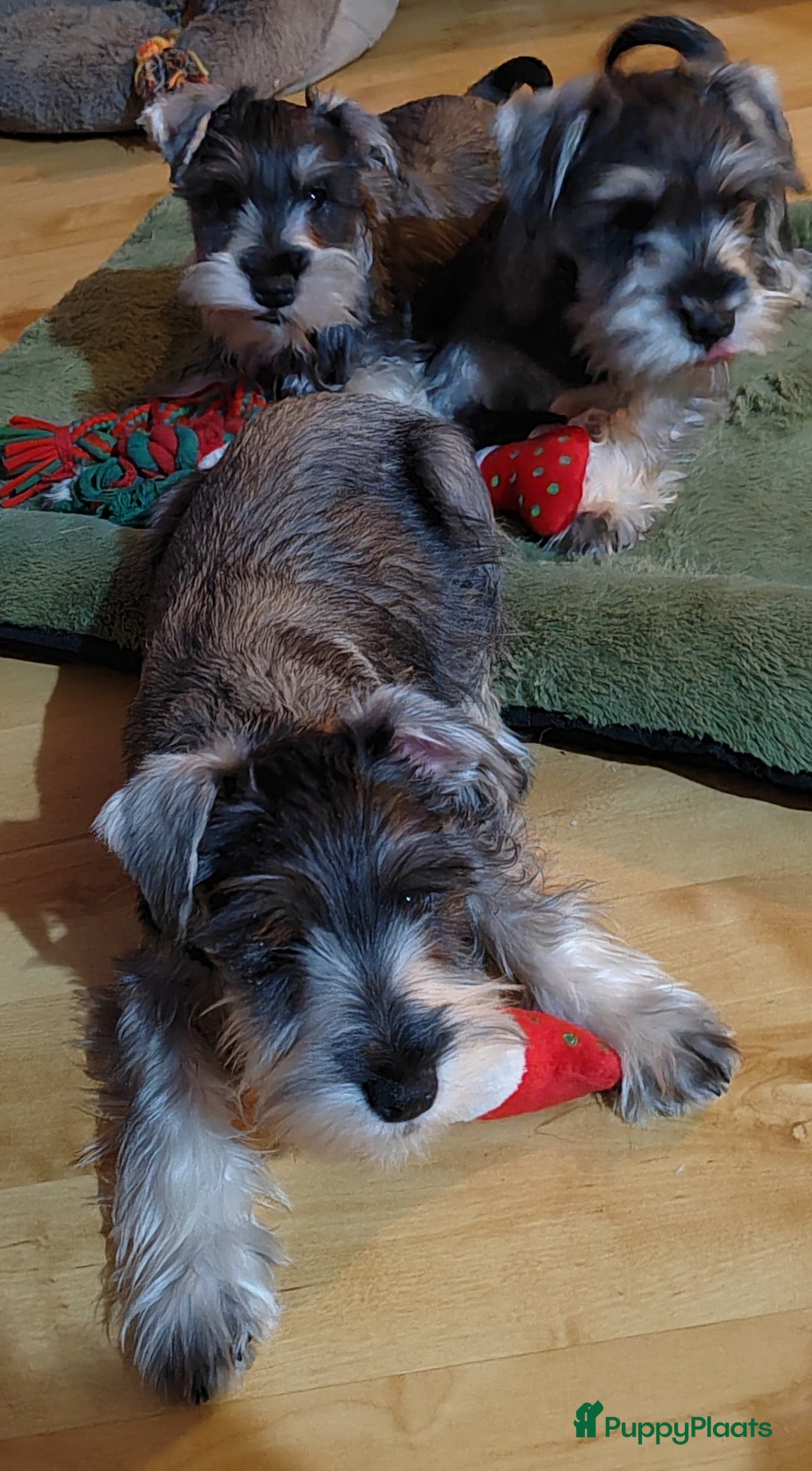 Dwergschnauzer honden te koop: Dwergschnauzer pups - Advertentie 2