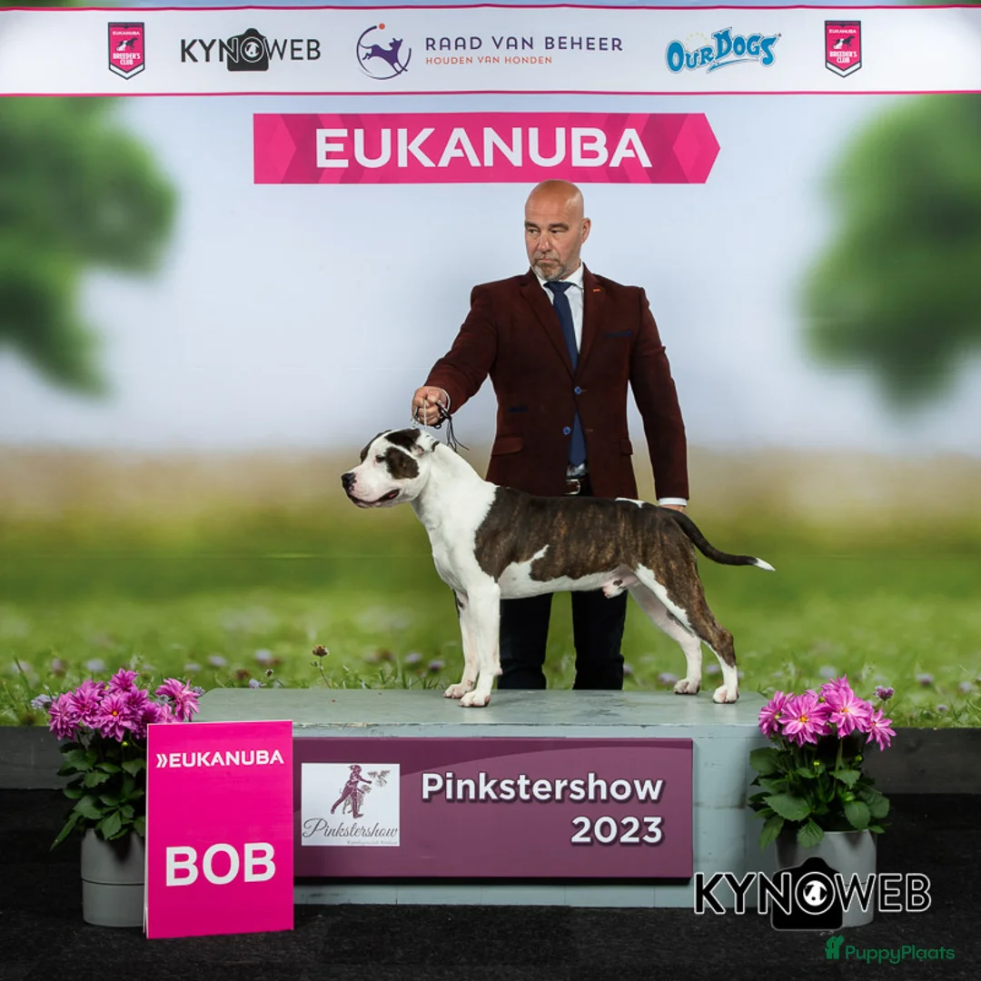 Galerij afbeelding {{count}}