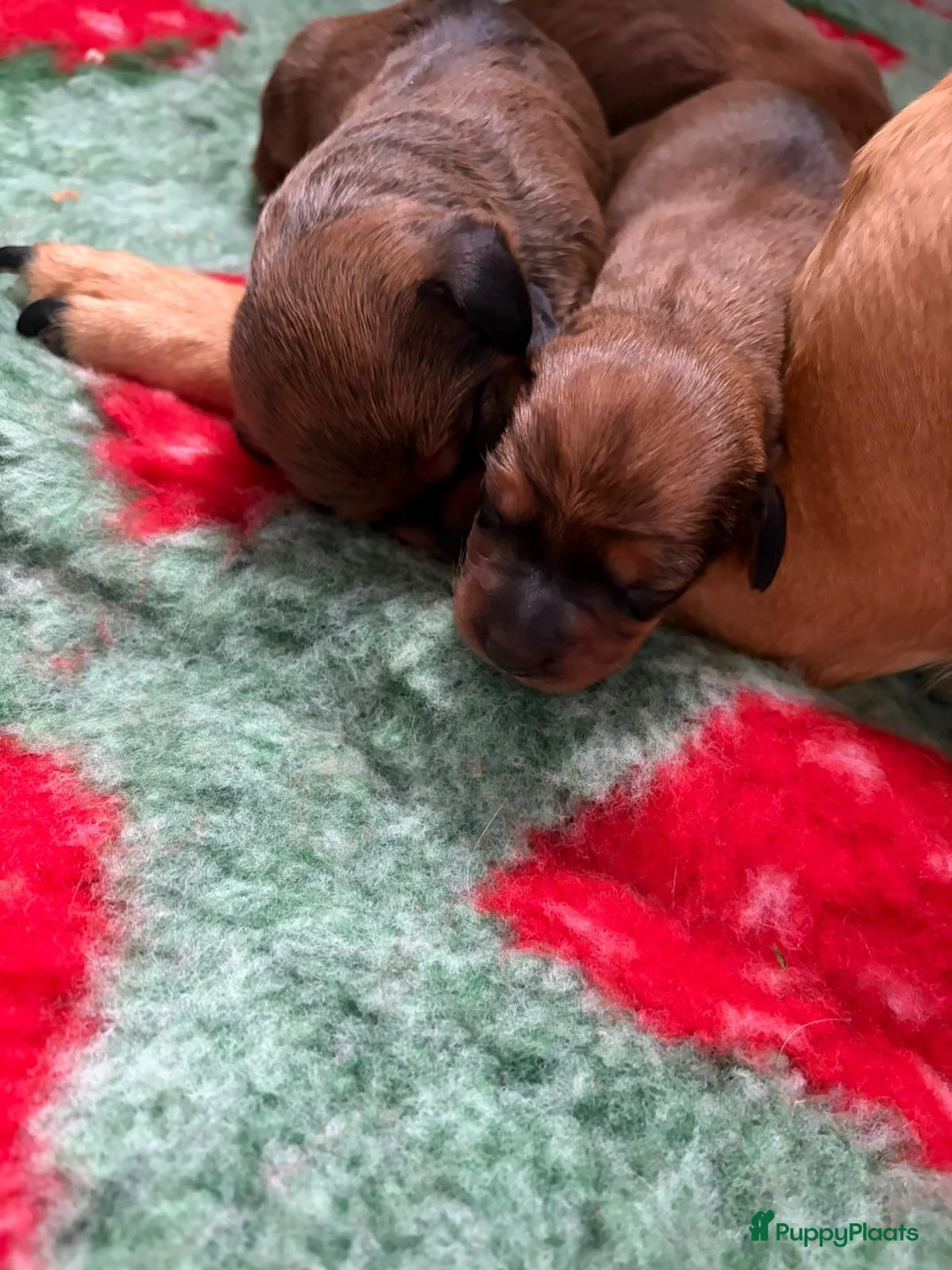 Kruising honden te koop: Teckel kruising pups  in Wanssum - Advertentie 6