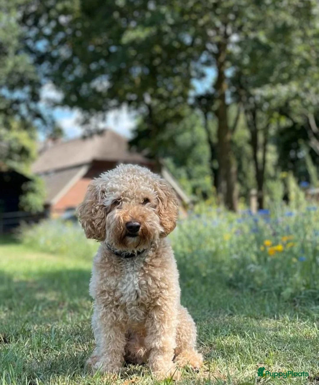 Labradoodle honden te koop: Medium Labradoodle puppy's - Advertentie 10