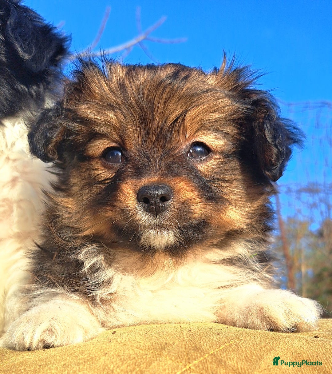 Kruising honden te koop: De mooiste Toy PapilLa - Advertentie 5