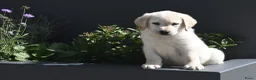 Labrador Retriever honden te koop: Knappe Labrador pups met stamboom ! - Advertentie 32