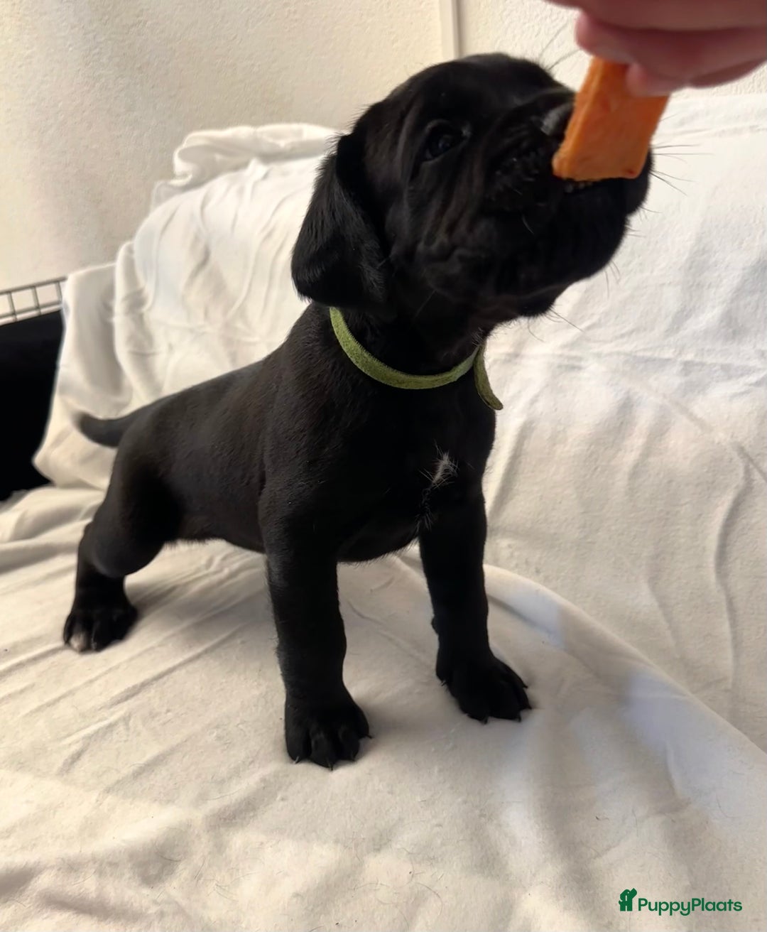 Cane Corso honden te koop: Cane corso 7 puppy’s - Afbeelding 8