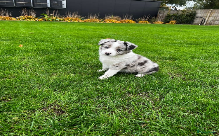 Border Collie honden - Advertentie 1