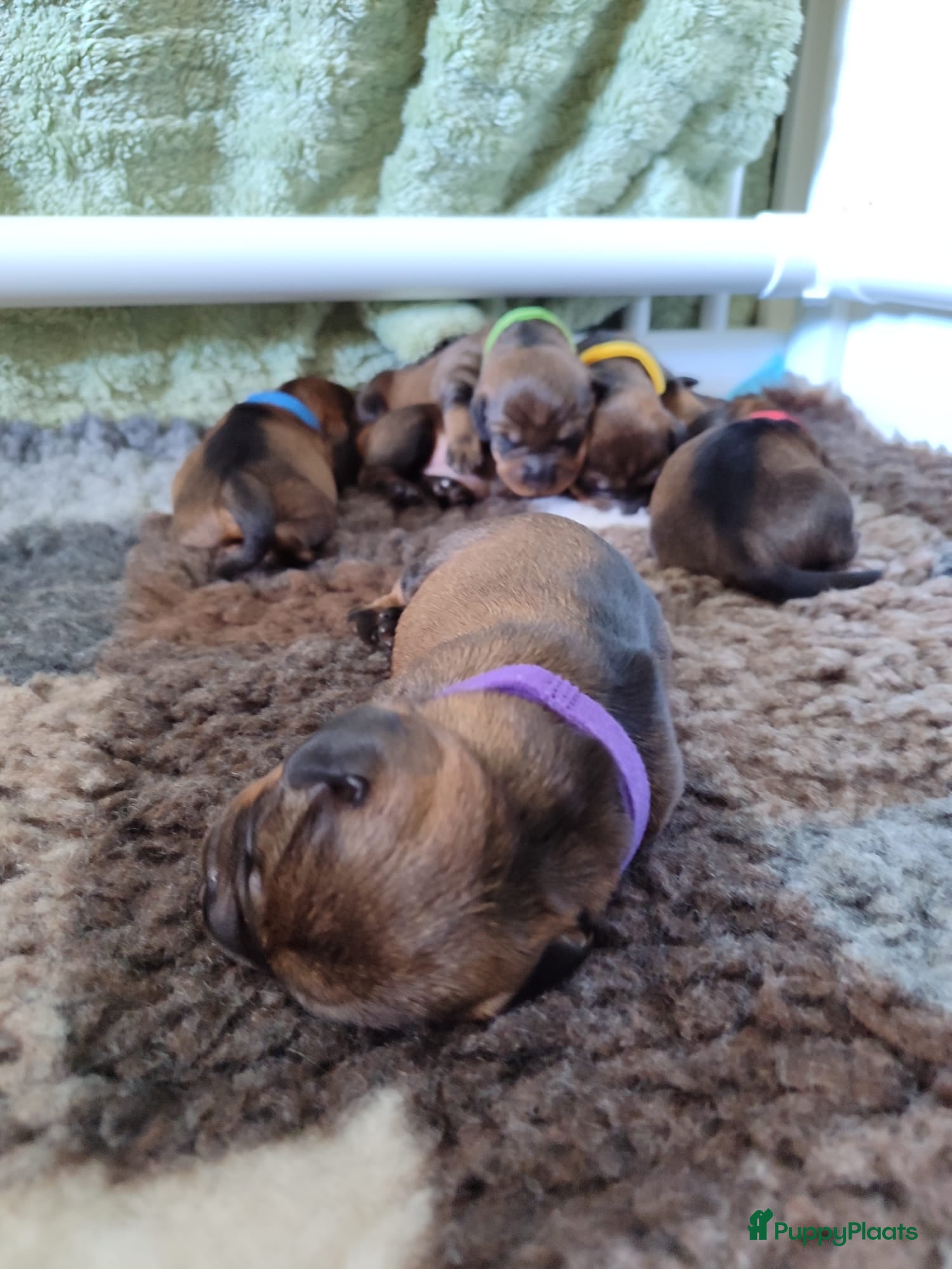 Ruwhaar Teckel honden ruwhaarteckel pups - Advertentie 3