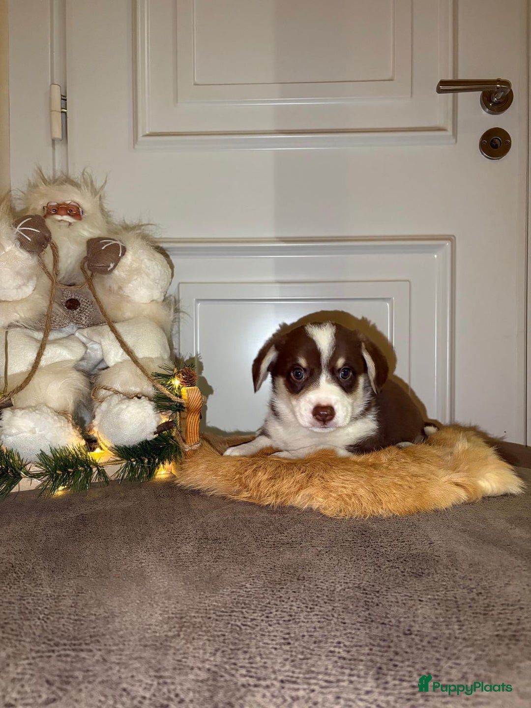 Welsh Corgi Cardigan honden te koop: Welsh Corgi Cardigan puppy’s  - Advertentie 4