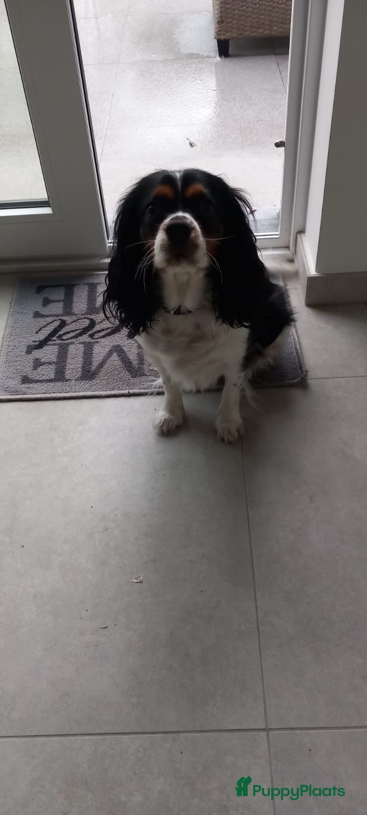 Cavalier King Charles Spaniel honden King charel - Advertentie 12