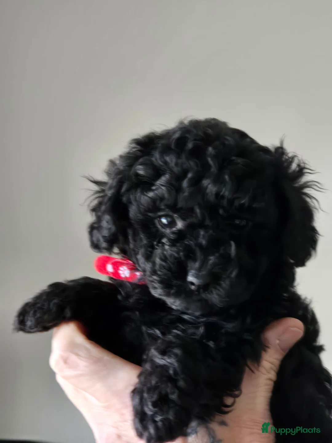 Poedel Toy honden te koop: Lieve toy poedeltjes - Advertentie 6