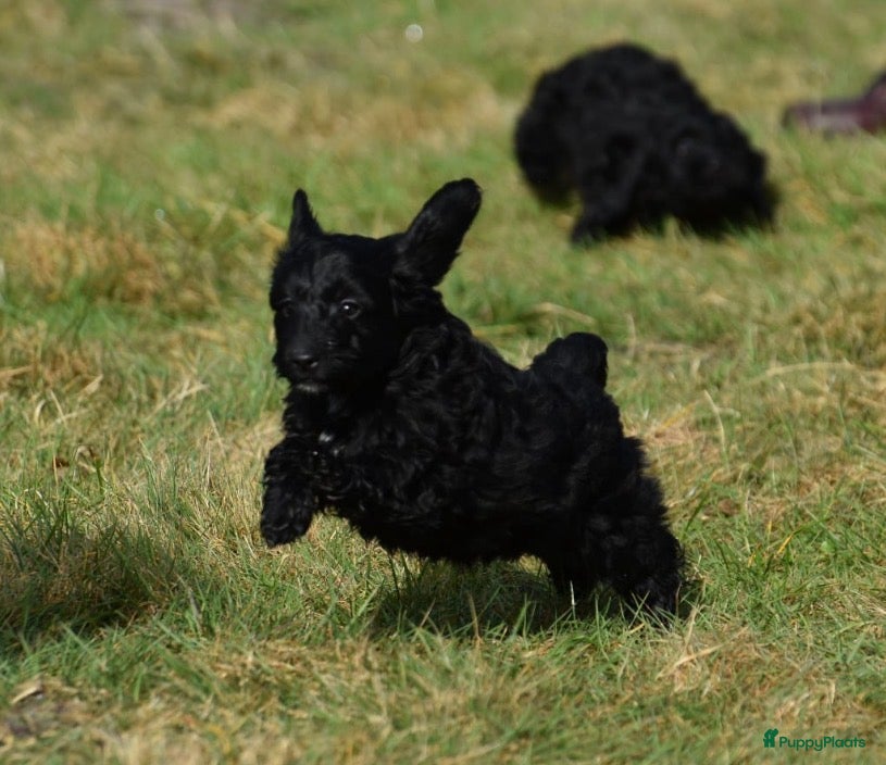 Kruising honden 4 Prachtige zeer sociale Boompoo 3🎀 en 1🧢 - Advertentie 1