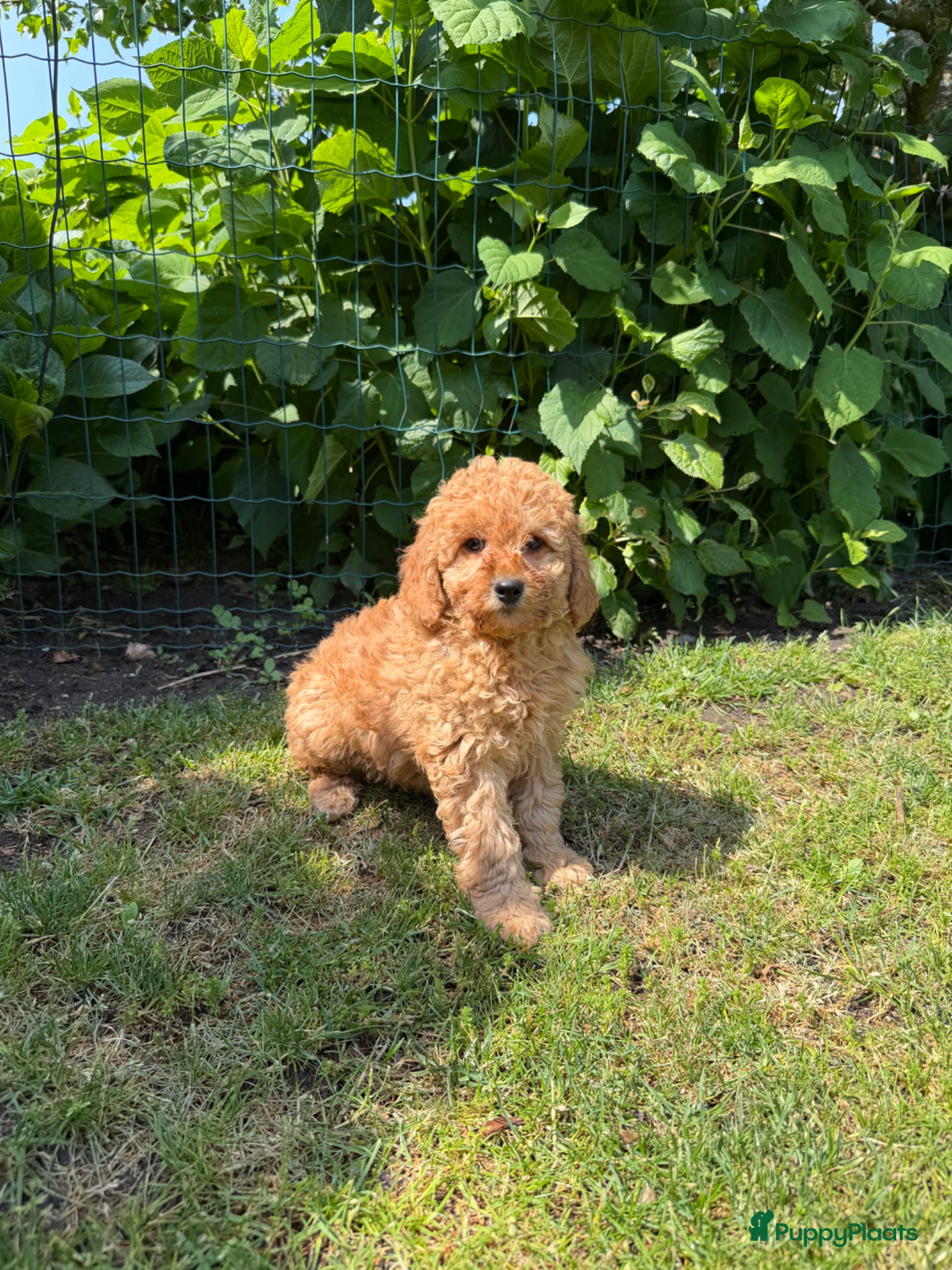 Labradoodle honden te koop: Mini Doodle (Dwergpoedel x Labradoodle) - Advertentie 11