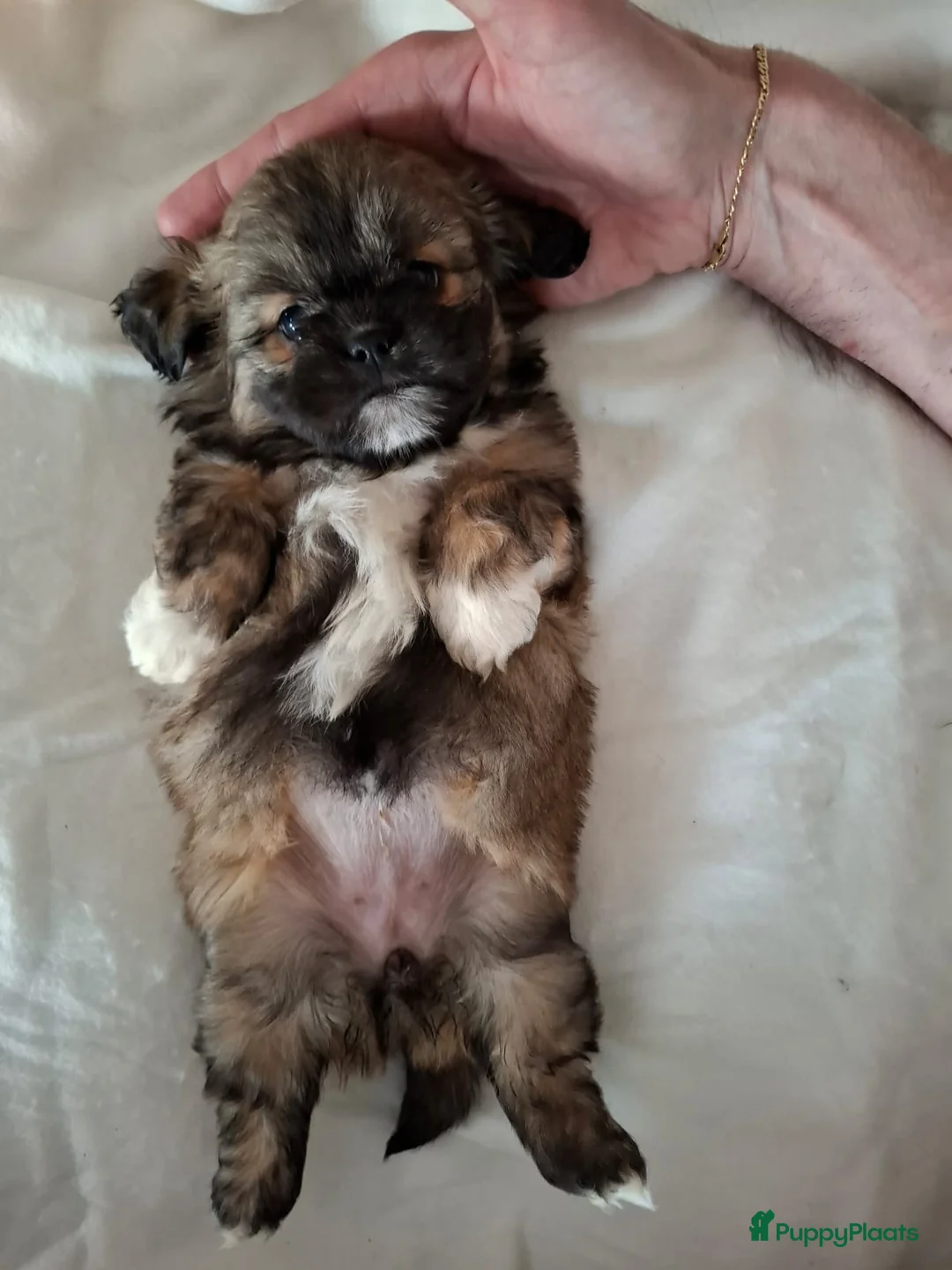 Kruising honden te koop: Mooi nestje boomerpups  - Advertentie 8