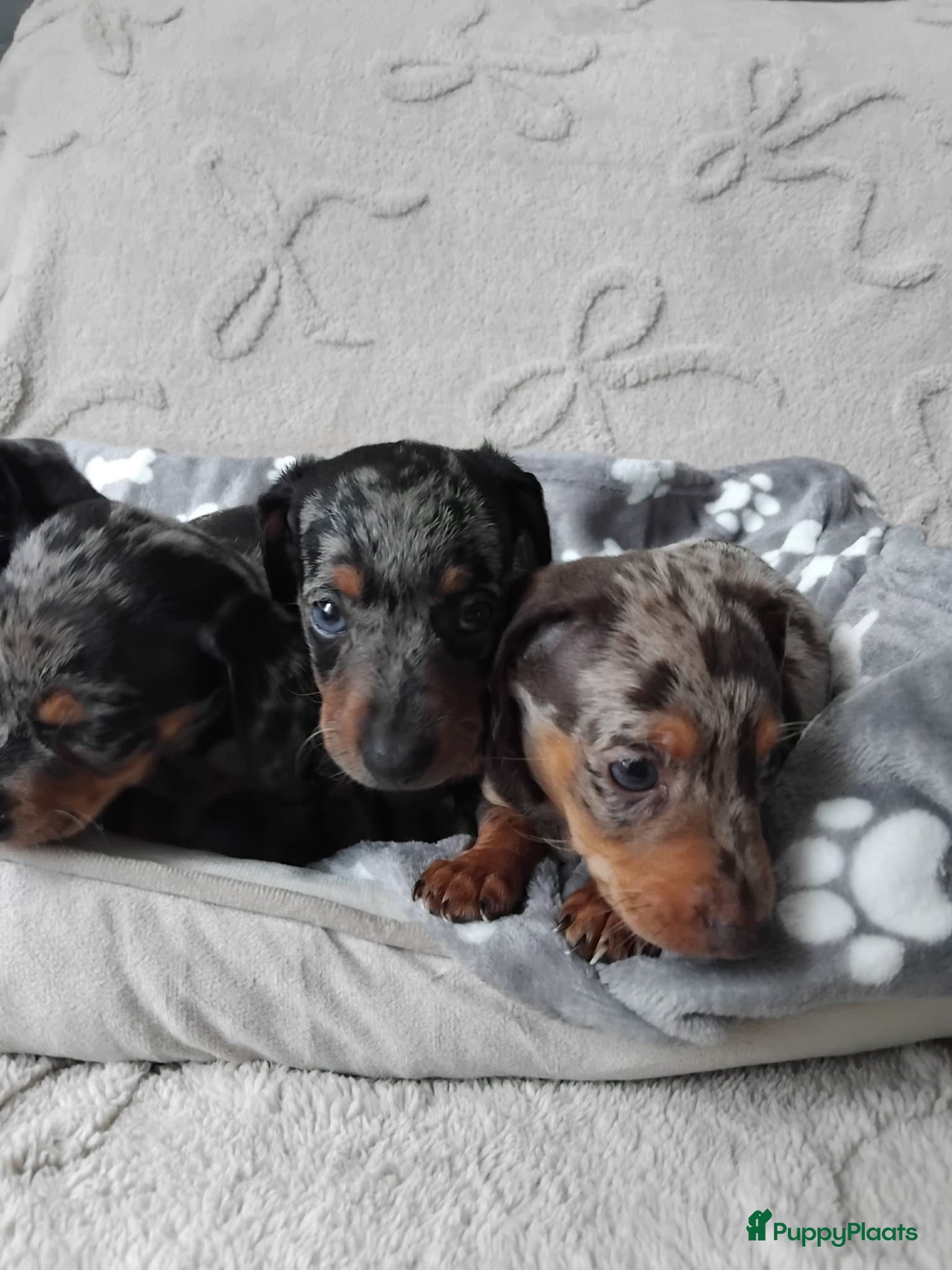 Dwergteckel honden Dwerg teckel harlequins. - Advertentie 5