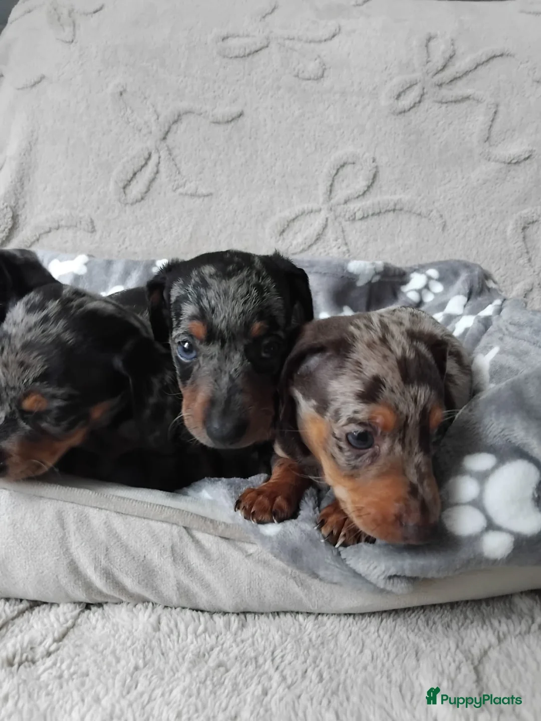 Dwergteckel honden te koop: Dwerg teckel harlequins. - Advertentie 1