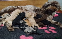 Labradoodle honden te koop: Prachtige multigen Labradoodles wavy vacht - Afbeelding 6