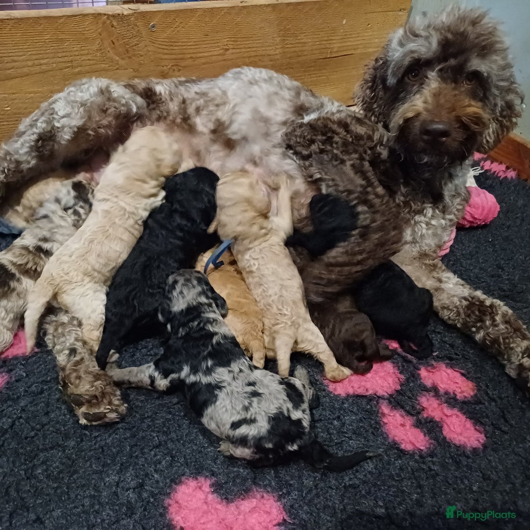 Labradoodle honden te koop: Prachtige multigen Labradoodles wavy vacht - Afbeelding 6