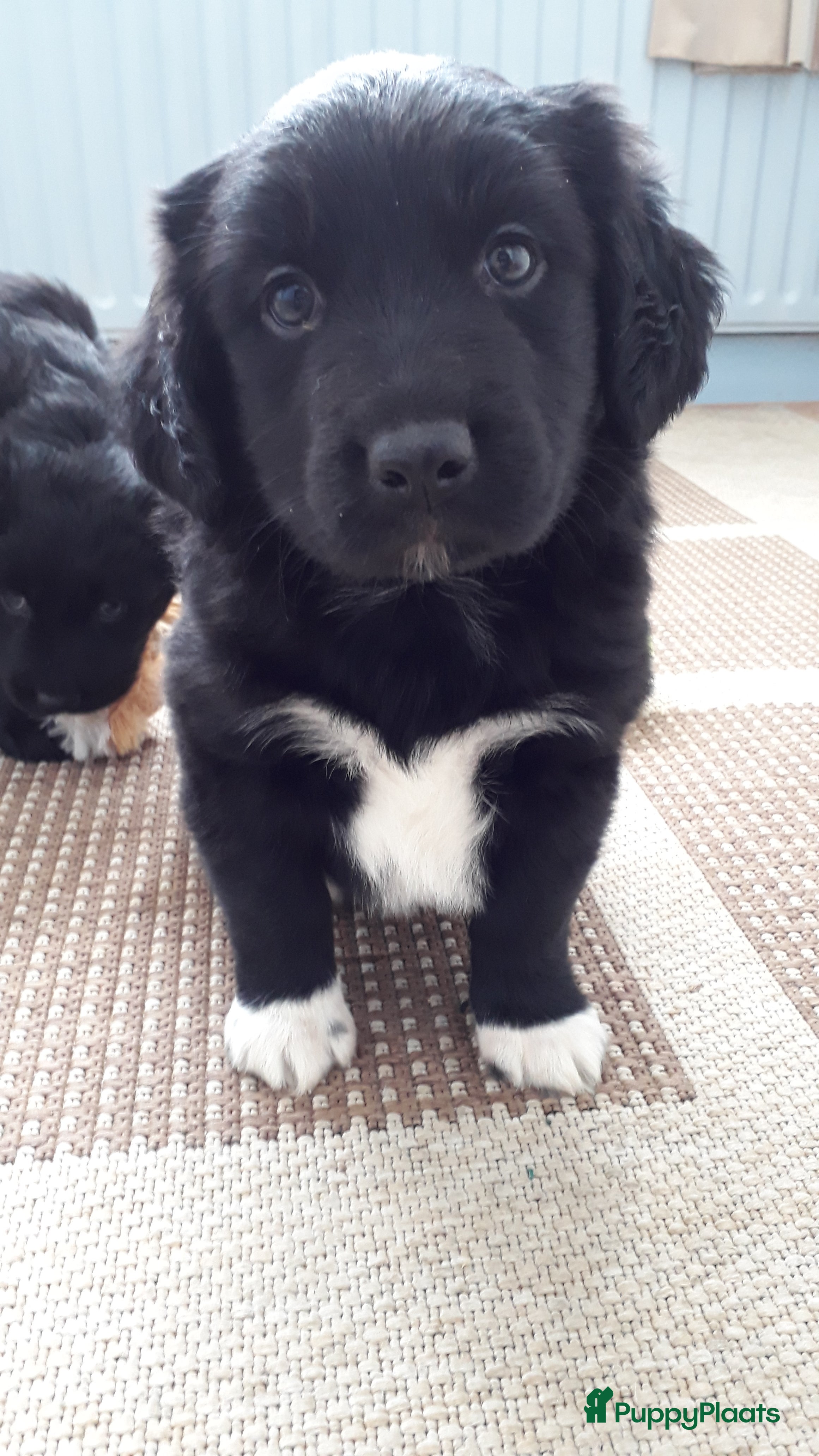 Kruising honden Onwijs leuke en lieve kruising pups - Advertentie 9