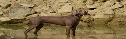 Weimarse Staande Hond korthaar honden te koop: Mooie Weimaraner pups uit mooie werklijn - Advertentie 7