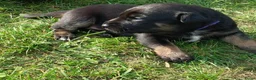 Mechelse Herder honden te koop: Mechelse herder pups - Advertentie 3
